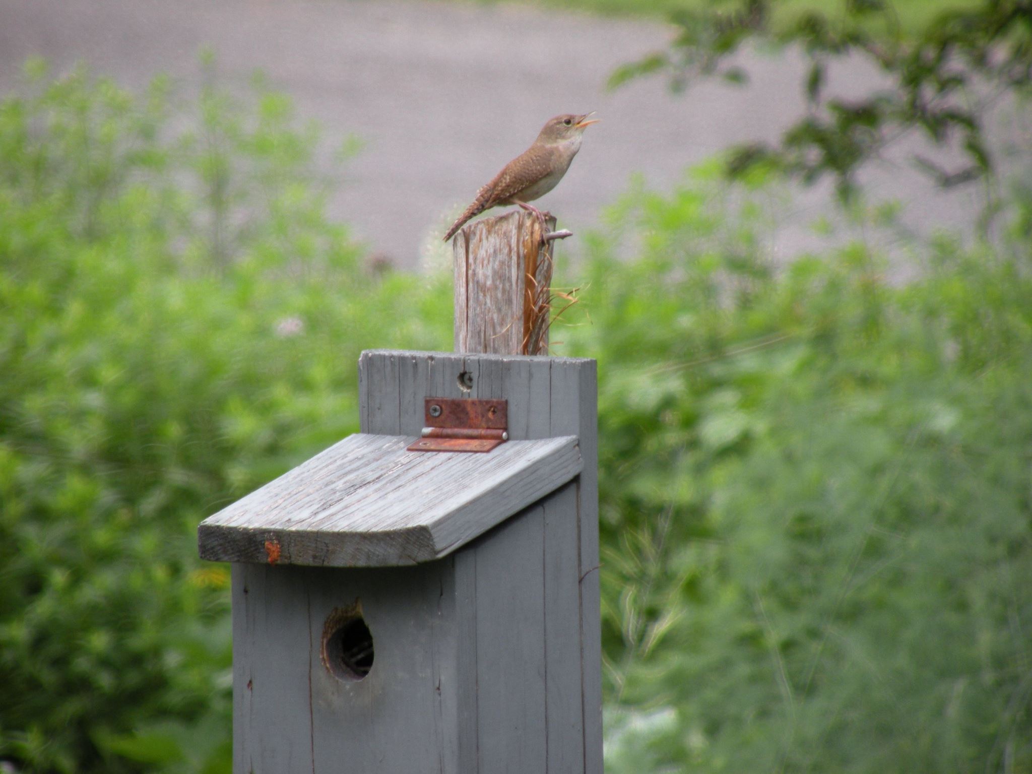 Wren