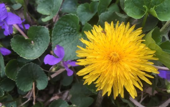 Collecting Dandelions, Collecting Memories