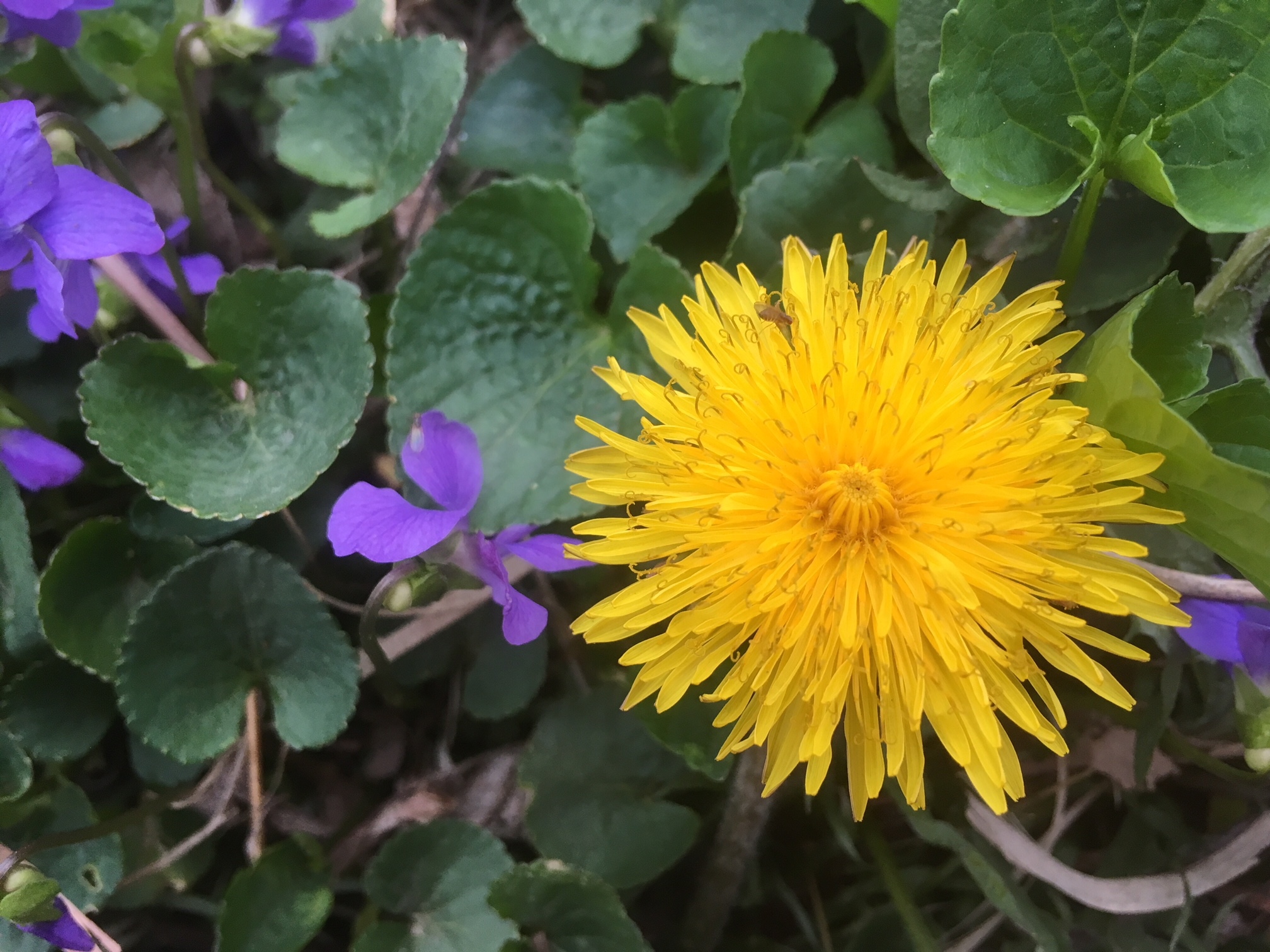 Collecting Dandelions, Collecting Memories