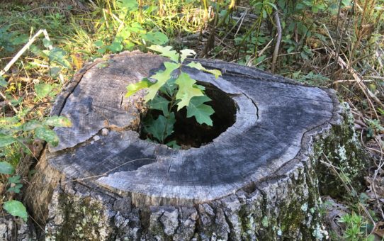 A Tree Falls in the Forest