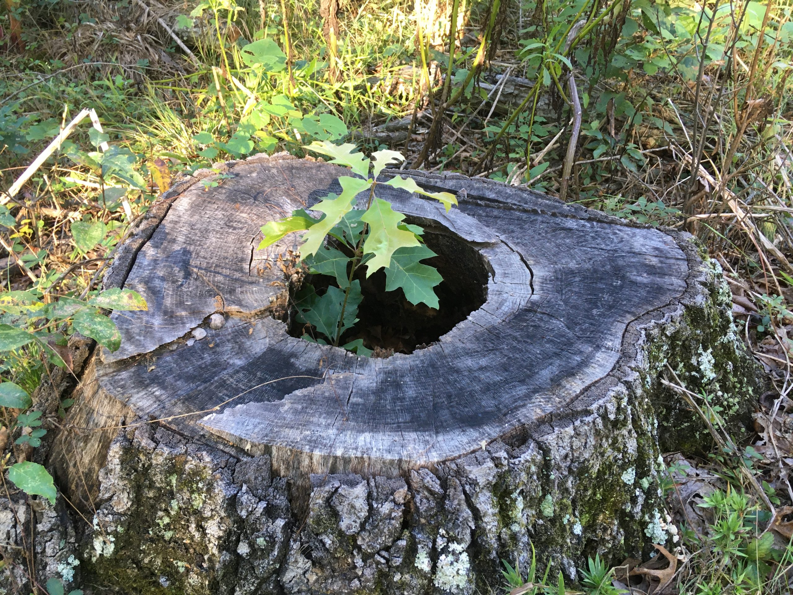 A Tree Falls in the Forest