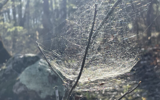 Here in the Woods