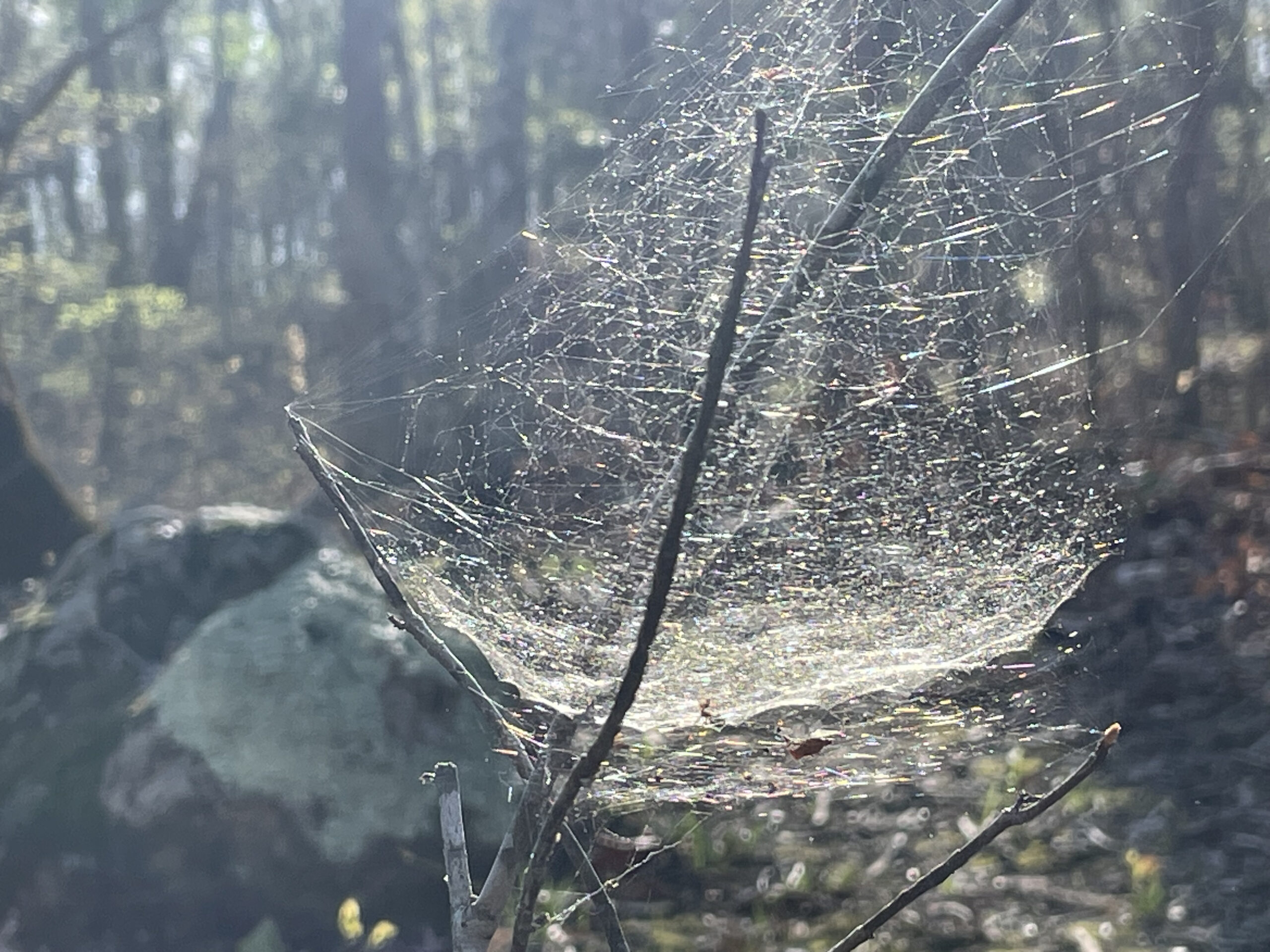 Here in the Woods