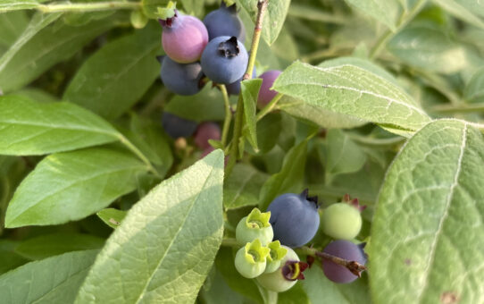Blueberries