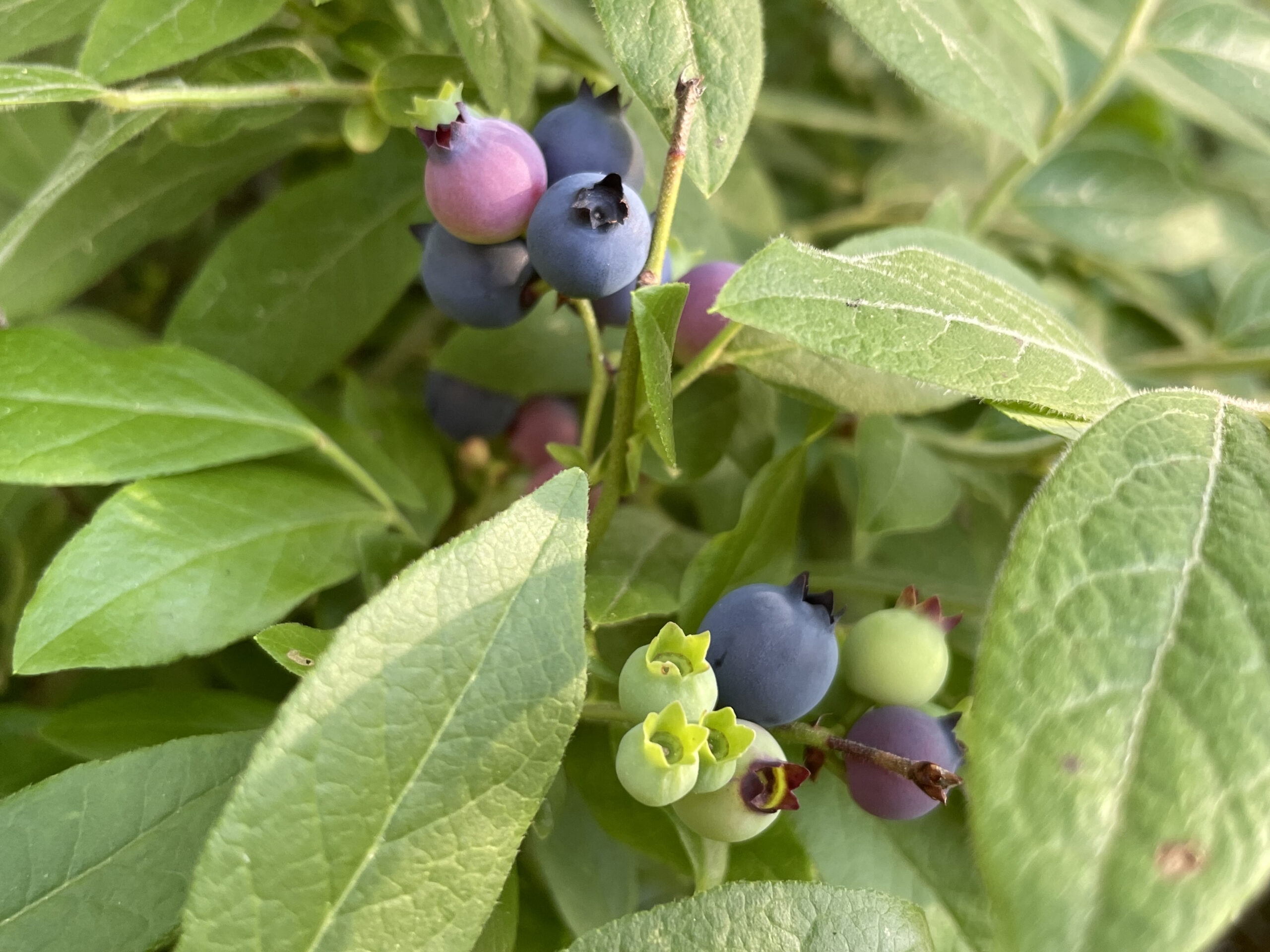 Blueberries